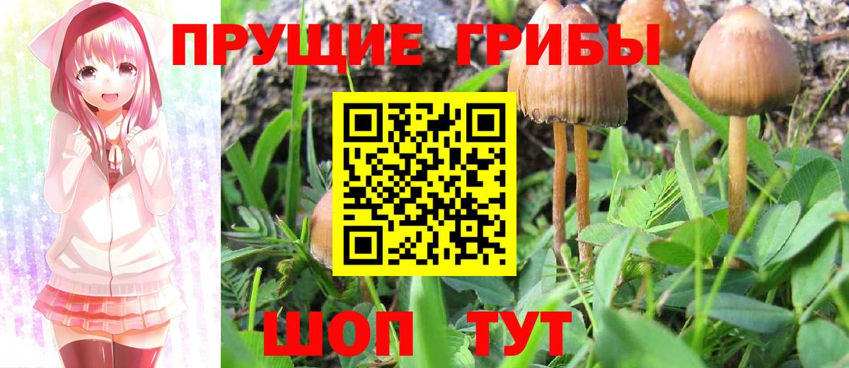 Галлюциногенные грибы Cubensis Владикавказ